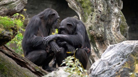Chimpanc&eacute;s