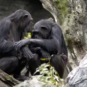 Chimpancés Chimpancés