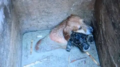 Dos de los perritos semihundidos en la arqueta Dos de los perritos semihundidos en la arqueta