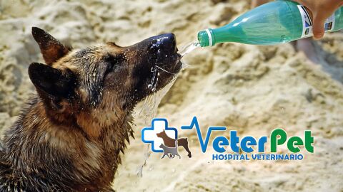 'Tu mascota en la Onda', con cl&iacute;nicas veterinarias VeterPet