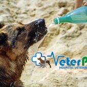 'Tu mascota en la Onda', con clínicas veterinarias VeterPet