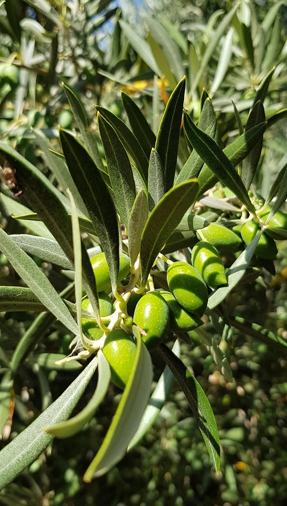 Aceitunas almerienses Aceitunas almerienses