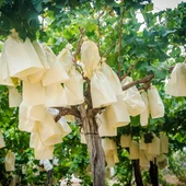 Uva de mesa embolsada del Vinalopó. Uva de mesa embolsada del Vinalopó.