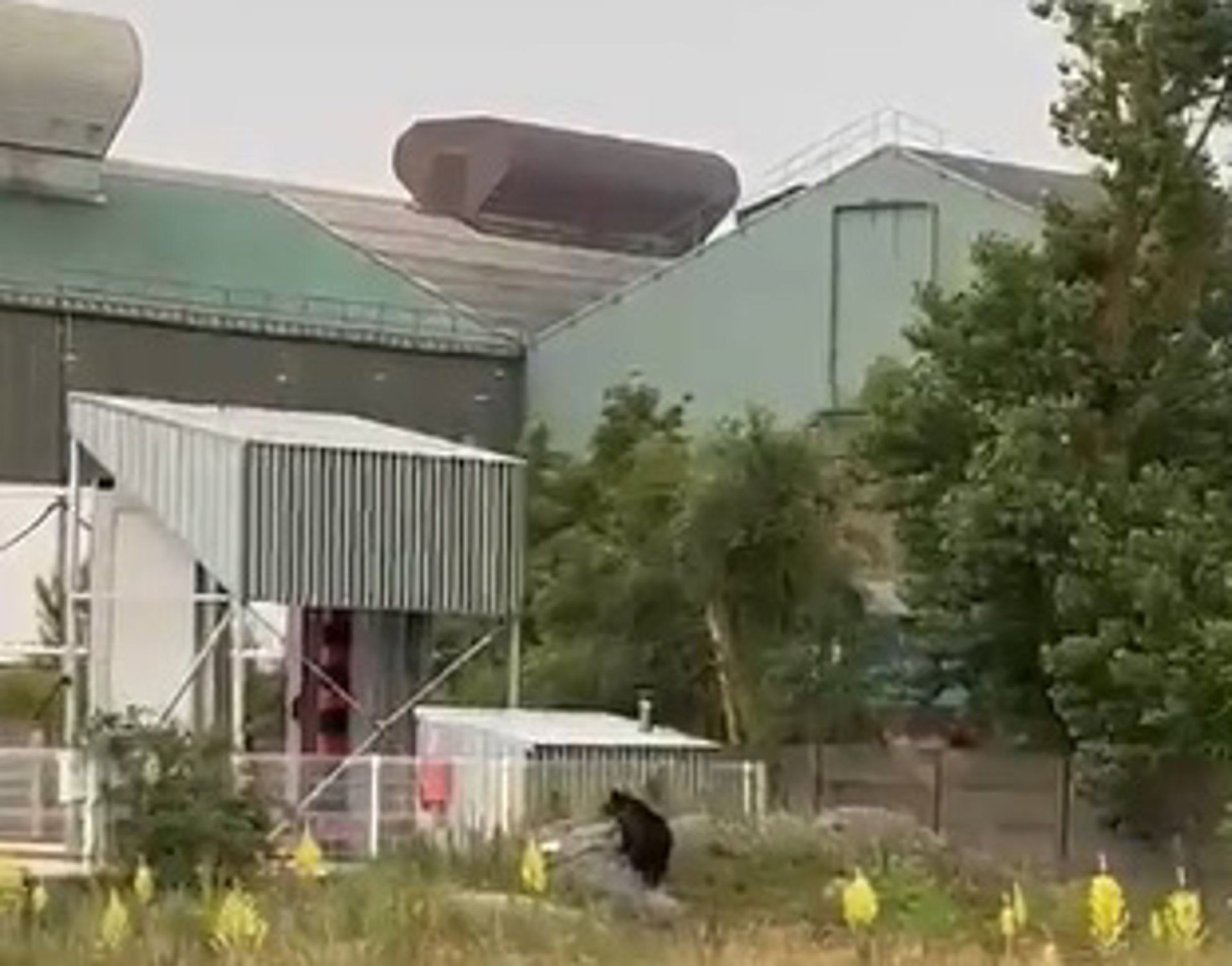 El oso avistado en Reinosa vuelve a su hábitat pero Medio Rural seguirá vigilando la zona El oso avistado en Reinosa vuelve a su hábitat pero Medio Rural seguirá vigilando la zona