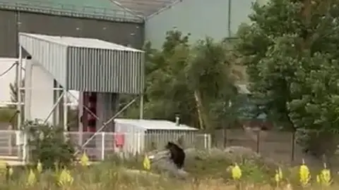 Imagen del oso en la zona de las instalaciones industriales de La Naval Imagen del oso en la zona de las instalaciones industriales de La Naval