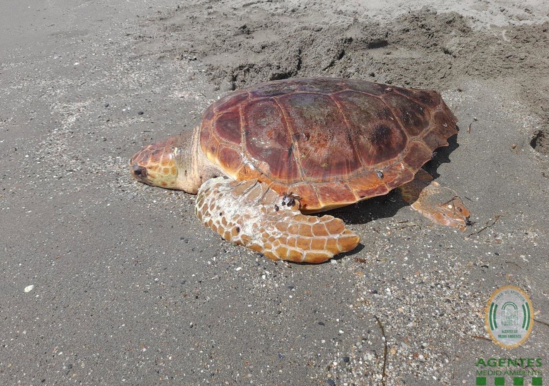 Nuevo anidamiento de tortuga boba en la playa de Mojácar, el quinto documentado en Almería desde 2001 Nuevo anidamiento de tortuga boba en la playa de Mojácar, el quinto documentado en Almería desde 2001