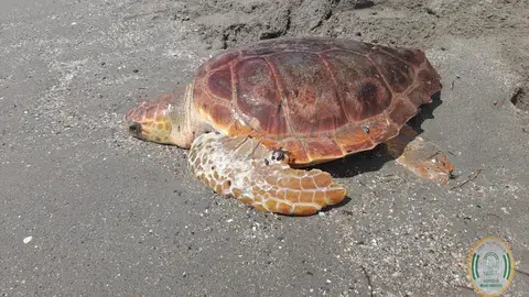 Nuevo anidamiento de tortuga boba en la playa de Mojácar, el quinto documentado en Almería desde 2001 ONDA CERO ALMERIA