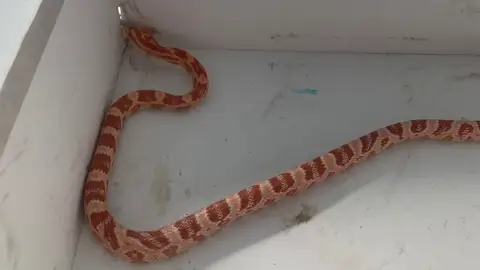Aparece una serpiente del maíz en el garaje de una casa en Móstoles Aparece una serpiente del maíz en el garaje de una casa en Móstoles