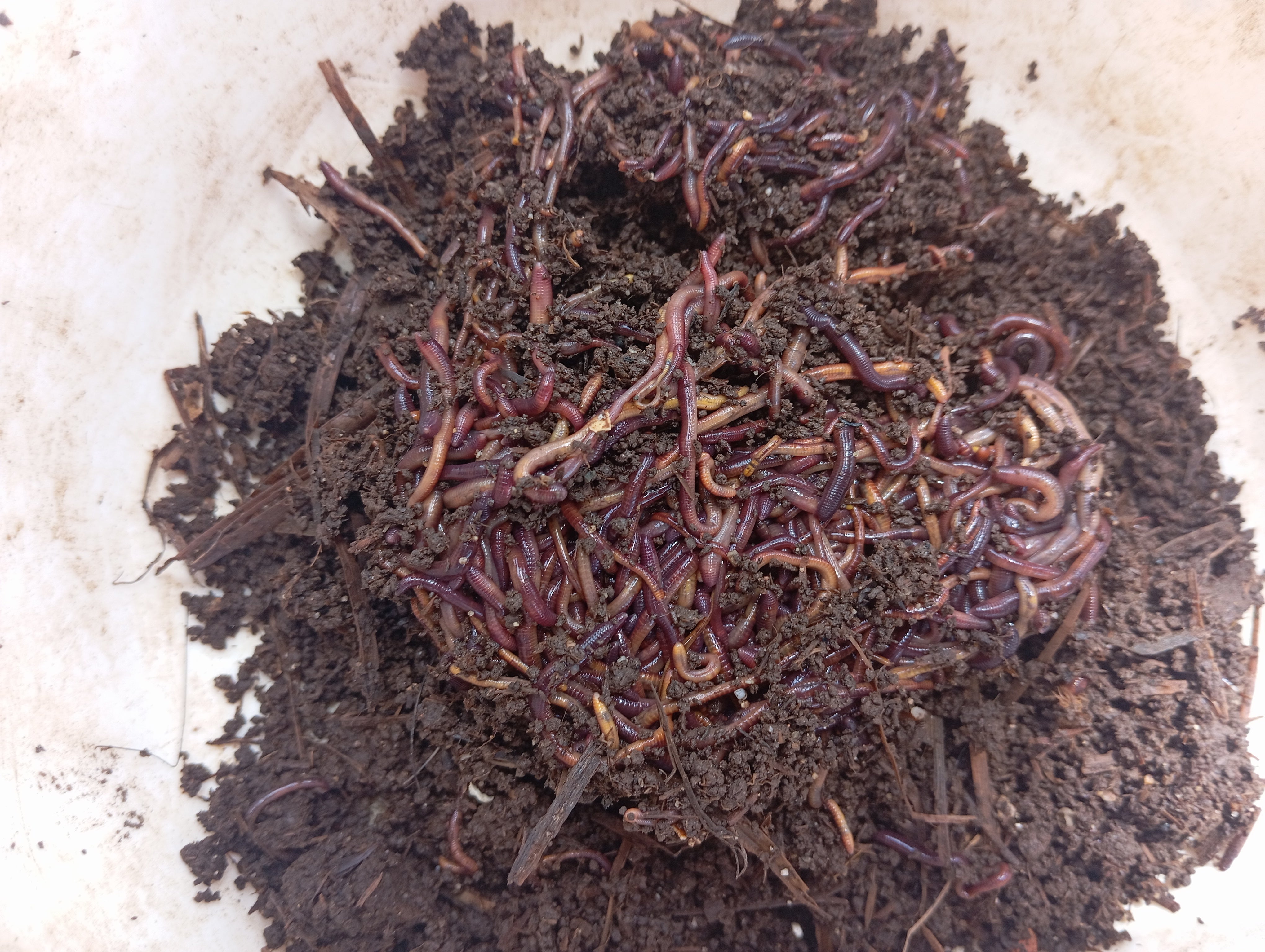 La lombriz como mejor mascota del mundo La lombriz como mejor mascota del mundo