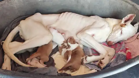 El caso de los 40 perros maltratados en l’Alcora pasa a la vía penal El caso de los 40 perros maltratados en l’Alcora pasa a la vía penal