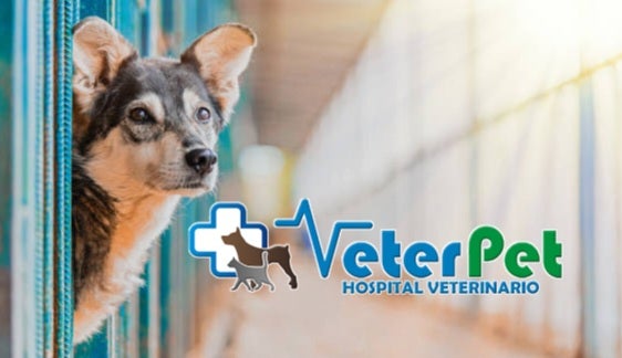 En 2024 se registraron en España 33 abandonos de perros y gatos cada hora: el adiestrador Ángel Osuna llama a la reflexión En 2024 se registraron en España 33 abandonos de perros y gatos cada hora: el adiestrador Ángel Osuna llama a la reflexión