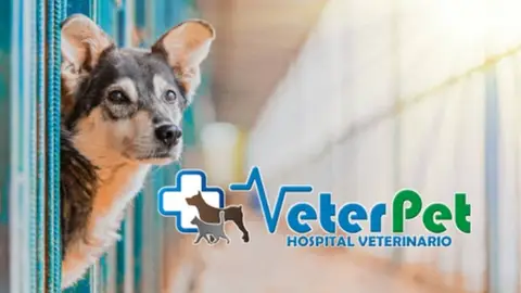 En 2024 se registraron en España 33 abandonos de perros y gatos cada hora: el adiestrador Ángel Osuna llama a la reflexión Tu mascota en la onda