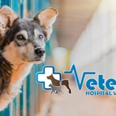 En 2024 se registraron en España 33 abandonos de perros y gatos cada hora: el adiestrador Ángel Osuna llama a la reflexión En 2024 se registraron en España 33 abandonos de perros y gatos cada hora: el adiestrador Ángel Osuna llama a la reflexión