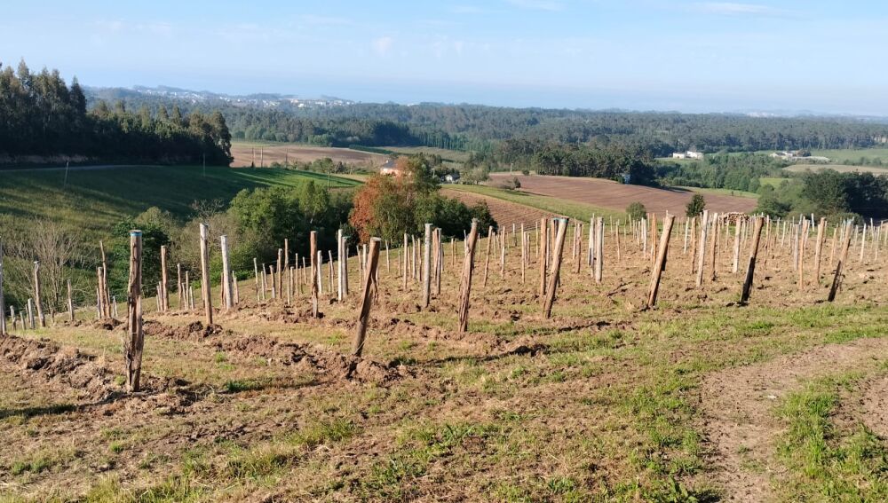 El sector de la faba asturiana reclama las ayudas prometidas, nos están dejando morir.