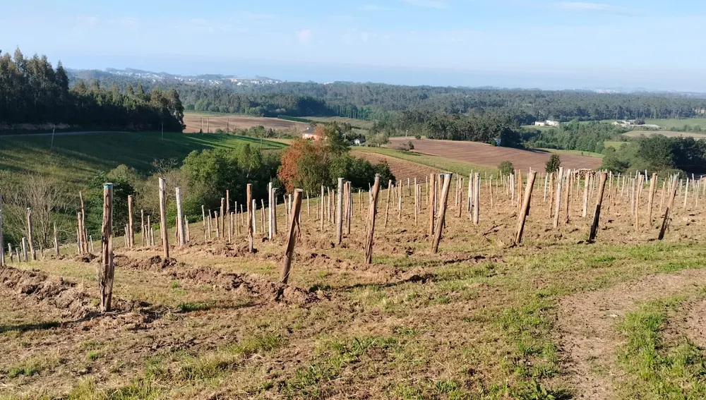 El sector de la faba asturiana reclama las ayudas prometidas, nos están dejando morir. El sector de la faba asturiana reclama las ayudas prometidas, nos están dejando morir.