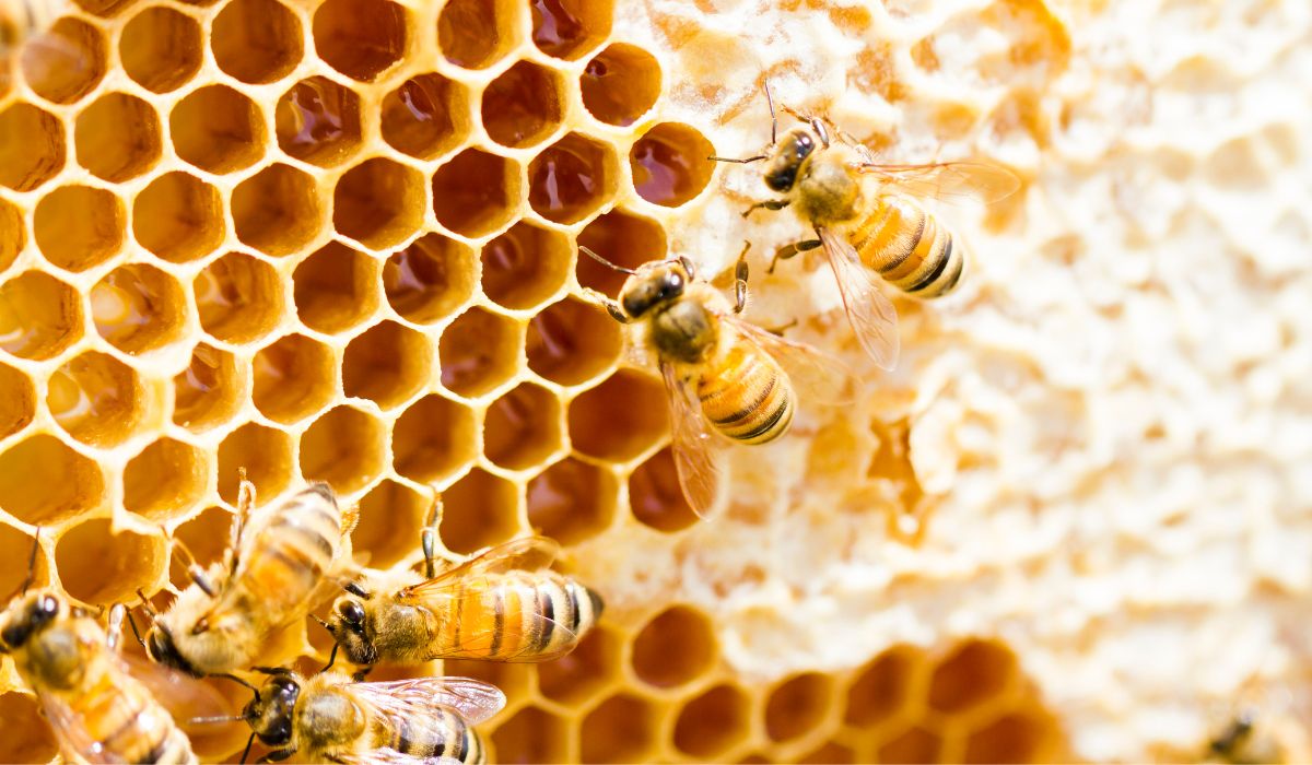 El calor y la avispa asiática amenazan la producción de miel en Euskadi El calor y la avispa asiática amenazan la producción de miel en Euskadi