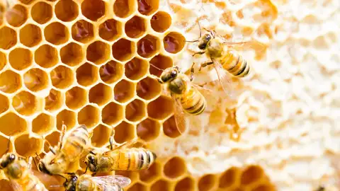 El calor y la avispa asiática amenazan la producción de miel en Euskadi El calor y la avispa asiática amenazan la producción de miel en Euskadi