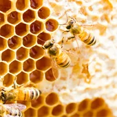 El calor y la avispa asiática amenazan la producción de miel en Euskadi El calor y la avispa asiática amenazan la producción de miel en Euskadi