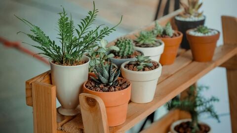 Plantas
