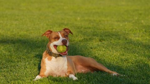 Si tu perro juega con pelotas de tenis le puede pasar esto, advierte un veterinario