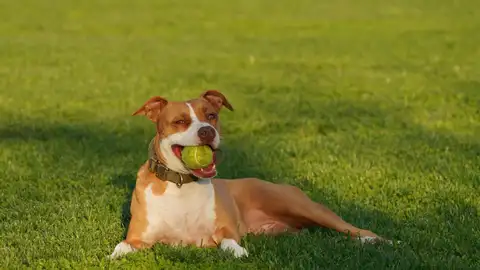 Si tu perro juega con pelotas de tenis le puede pasar esto, advierte un veterinario Si tu perro juega con pelotas de tenis le puede pasar esto, advierte un veterinario