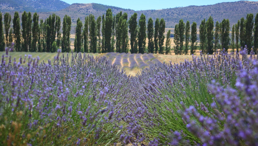 Lavanda, campo de San Juan (Moratalla)
