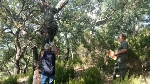 Un total de 56 extremeños participa en la primera edición del carné estatal de sacador de corcho Un total de 56 extremeños participa en la primera edición del carné estatal de sacador de corcho