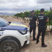 Aspe establece un protocolo específico de vigilancia en los campos de vides contra posibles robos