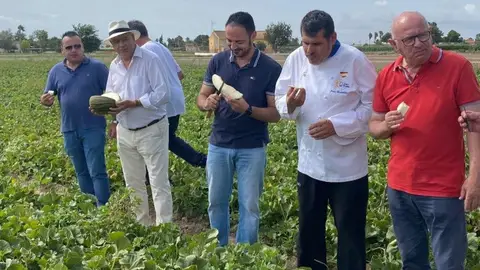 El cultivo del melón en la Vega Baja intenta superar las dificultades para afianzarse bajo una marca de calidad El cultivo del melón en la Vega Baja intenta superar las dificultades para afianzarse bajo una marca de calidad