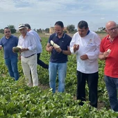 El cultivo del melón en la Vega Baja intenta superar las dificultades para afianzarse bajo una marca de calidad El cultivo del melón en la Vega Baja intenta superar las dificultades para afianzarse bajo una marca de calidad