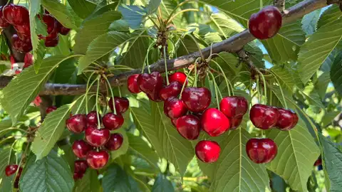 La D.O.P Cereza del Jerte cierra la campaña de 2025 con 1.300.000 kilos de producto certificado La D.O.P Cereza del Jerte cierra la campaña de 2025 con 1.300.000 kilos de producto certificado