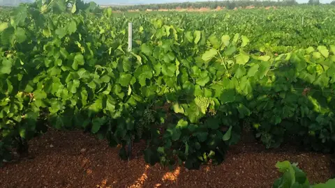 Labradores de Almendralejo insta a los productores de uva de cava a "negociar unos precios justos" para la campaña Labradores de Almendralejo insta a los productores de uva de cava a "negociar unos precios justos" para la campaña