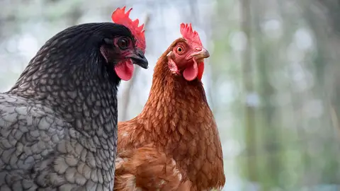 Gallinas Gallinas