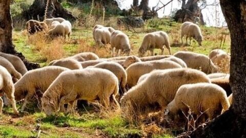 Reba&ntilde;o de ovejas. - JUNTA DE ANDALUCIA