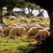 Rebaño de ovejas. - JUNTA DE ANDALUCIA Rebaño de ovejas. - JUNTA DE ANDALUCIA