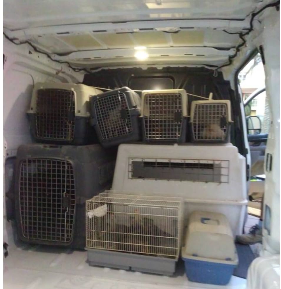 La Policía Local intercepta en una pelea de 27 gallos abandonados en la vía pública en la Zona Norte La Policía Local intercepta en una pelea de 27 gallos abandonados en la vía pública en la Zona Norte