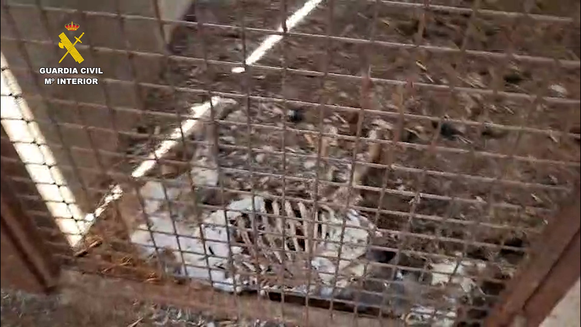 La Guardia Civil halla 32 perros muertos por inanición en una finca en Azuaga La Guardia Civil halla 32 perros muertos por inanición en una finca en Azuaga