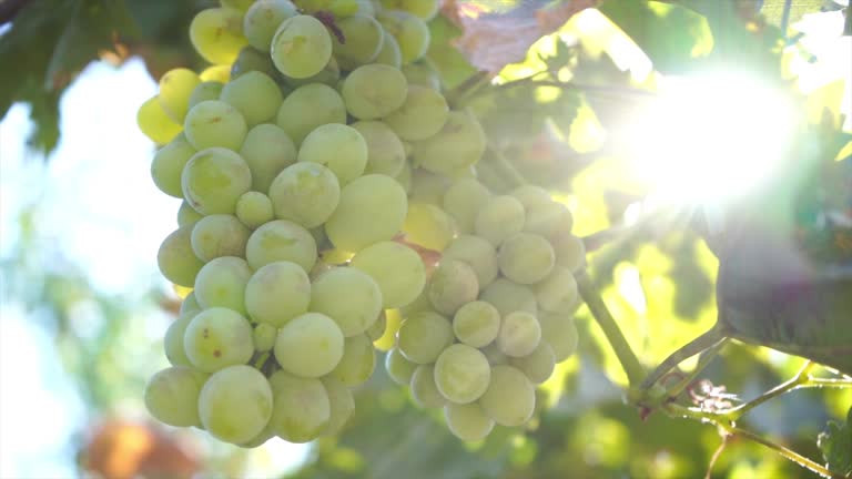 Empieza la vendimia de la blanca airén en la DO Valdepeñas Empieza la vendimia de la blanca airén en la DO Valdepeñas