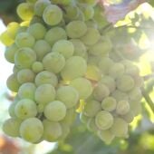 Racimo de uvas