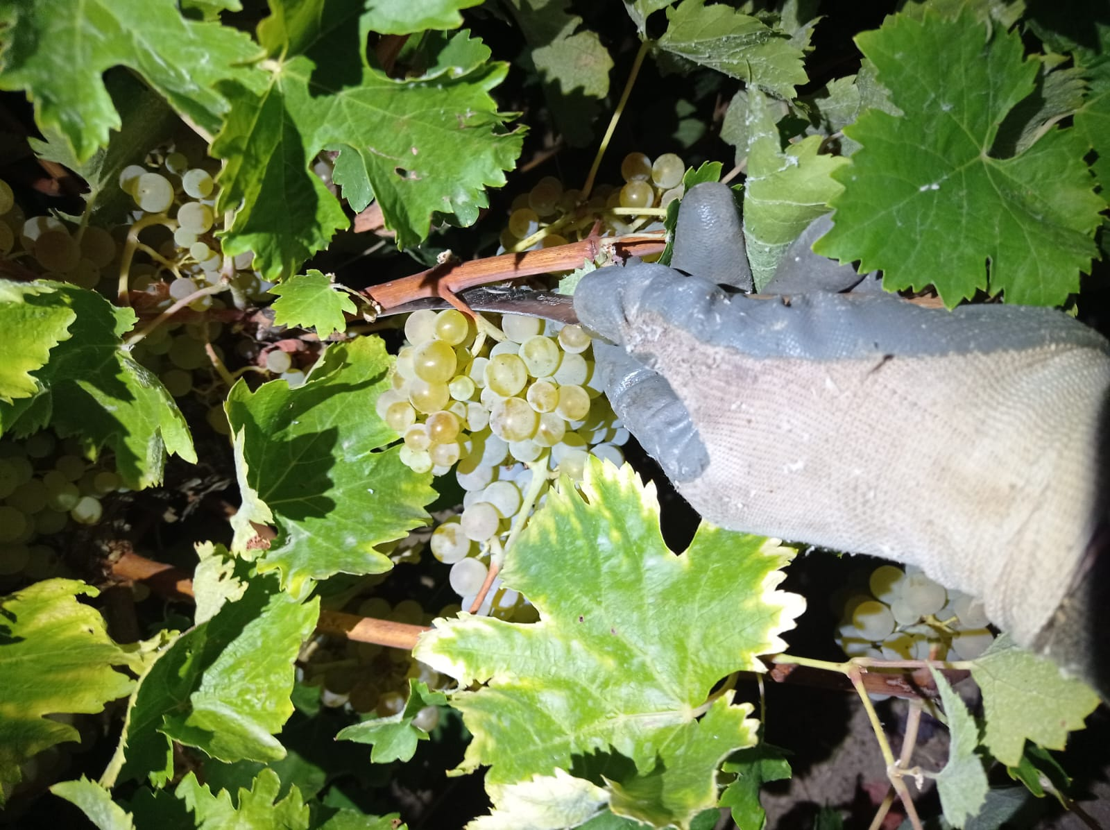 La uva albillo real, autóctona de Madrid, se comienza a vendimiar en pleno agosto La uva albillo real, autóctona de Madrid, se comienza a vendimiar en pleno agosto