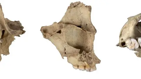 El Instituto de Arqueología de Mérida participa en un estudio que documenta otro episodio de canibalismo en Atapuerca El Instituto de Arqueología de Mérida participa en un estudio que documenta otro episodio de canibalismo en Atapuerca