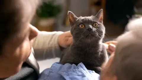 Los gatos causan efecto positivo en el bienestar de las personas Los gatos causan efecto positivo en el bienestar de las personas