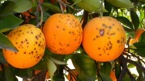 Cítricos afectados por la Mancha Negra Cítricos afectados por la Mancha Negra