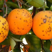 Cítricos afectados por la Mancha Negra
