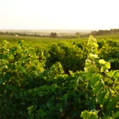 Empieza la vendimia Empieza la vendimia