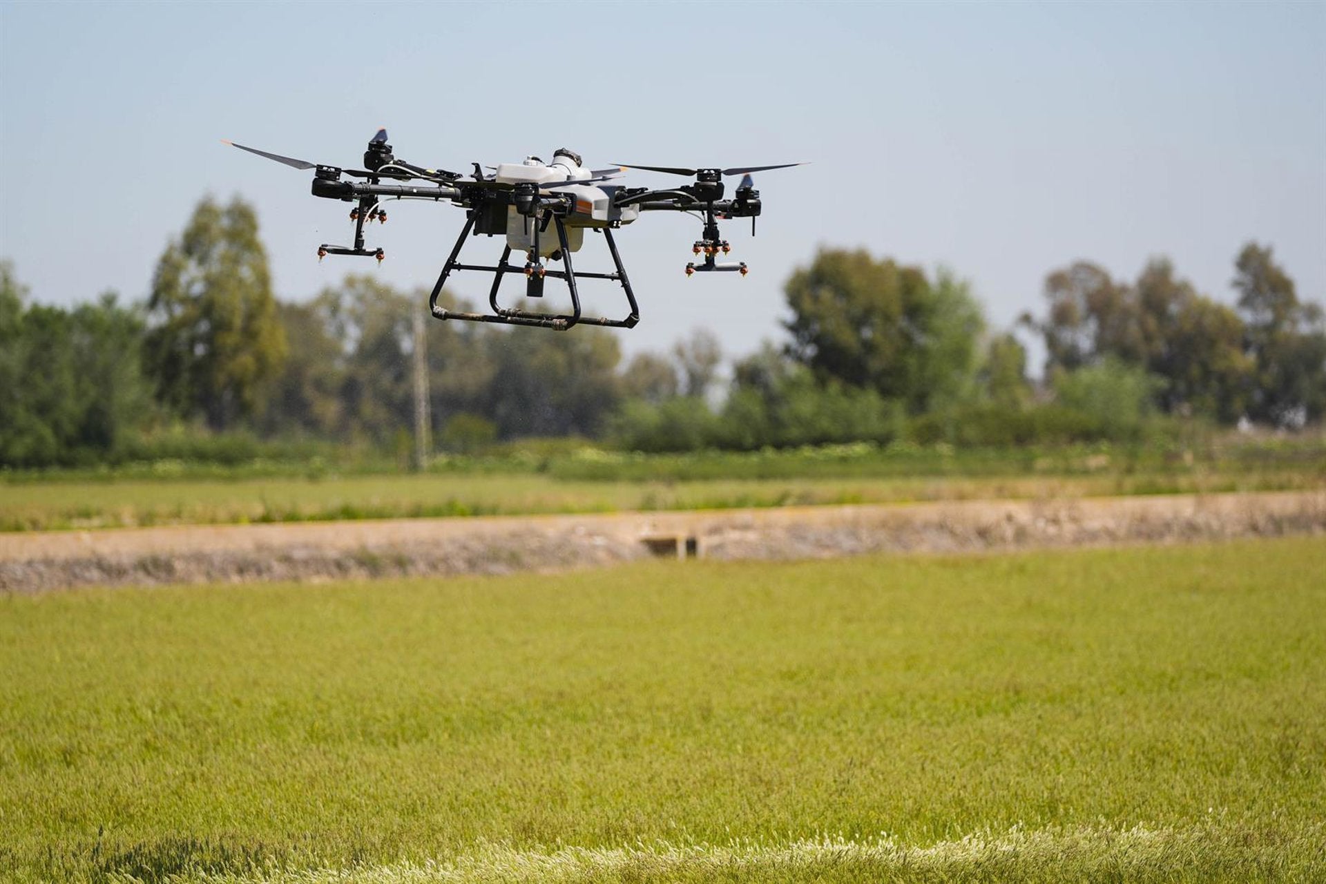 La Diputación refuerza desde este lunes los tratamientos aéreos contra mosquitos en 567 parcelas de arroz La Diputación refuerza desde este lunes los tratamientos aéreos contra mosquitos en 567 parcelas de arroz