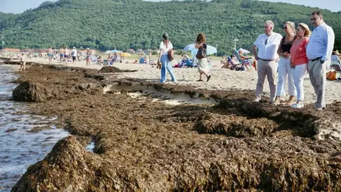 Recogidas más de 1.600 toneladas de algas asiáticas en las playas de Noja en tres días Recogidas más de 1.600 toneladas de algas asiáticas en las playas de Noja en tres días