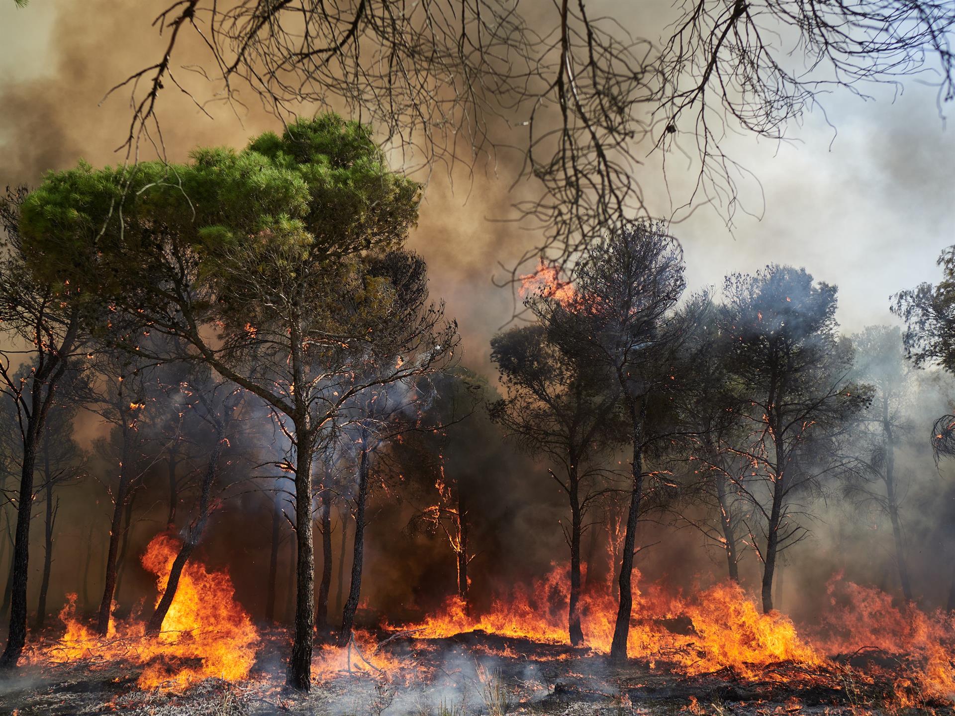 El origen del incendio de Carcastillo fue la "acción humana" El origen del incendio de Carcastillo fue la "acción humana"