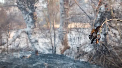 El incendio se da por controlado y se pasa a situación operativa cero El incendio se da por controlado y se pasa a situación operativa cero