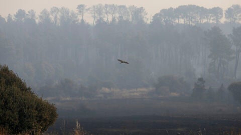 Aumentan a 14 los incendios activos en Espa&ntilde;a: varios podr&iacute;an ser provocados por su intensidad